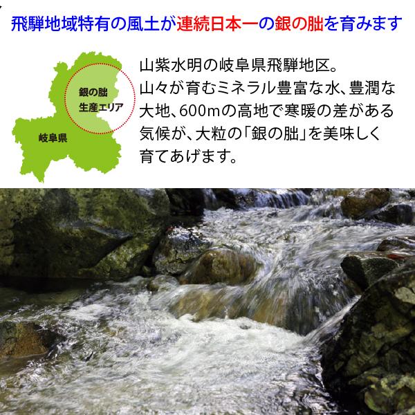 銀の朏20kg （5kg×4袋）白米お得セット 岐阜県飛騨地区 特別栽培米 ぎんのみかづき いのちの壱 令和7年産 送料無料（一部地区除く）_6
