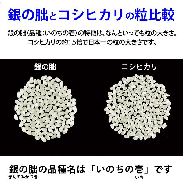 銀の朏20kg （5kg×4袋）白米お得セット 岐阜県飛騨地区 特別栽培米 ぎんのみかづき いのちの壱 令和7年産 送料無料（一部地区除く）_7