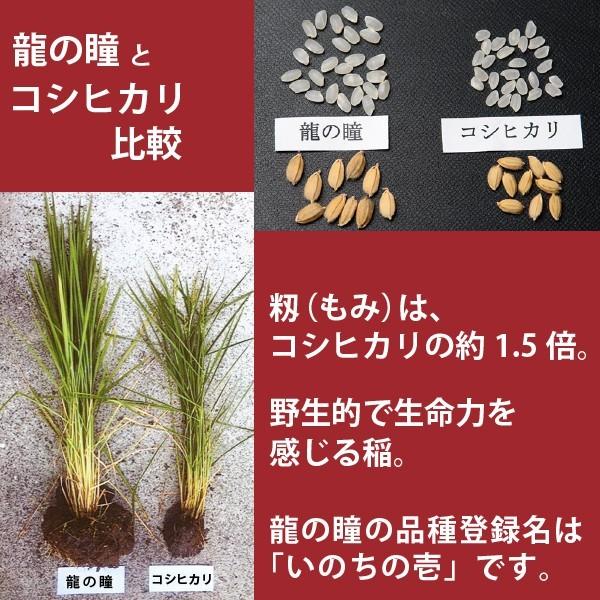 新米 龍の瞳 2kg 岐阜県産 いのちの壱 令和7年産のお米 白米 ご注文
