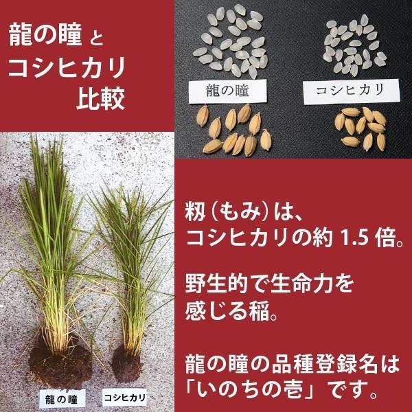 龍の瞳 30kg (5kg×6袋) お得セット 岐阜県産 いのちの壱 令和6 龍の瞳 30kg (5kg×6袋) お得セット 岐阜県産 いのちの壱 令和6