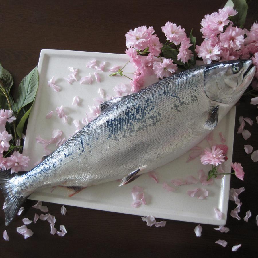 三協水産 北海道日高沖 船上活〆桜鱒 半身 切身 750g サクラマス【沖縄県・離島 配送不可】 |  | 02