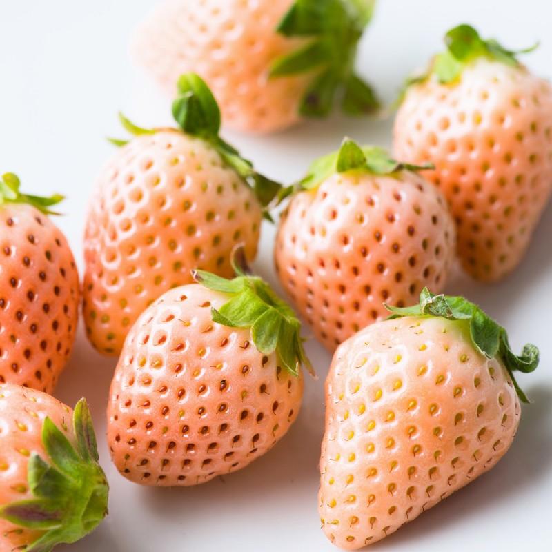 白いちご 淡雪 熊本県産 あわゆき Mサイズ 高級フルーツ 白いイチゴ 高級 果物 株式会社イチゴラス 熊本県 送料無料 ポイント消化 産直お取り寄せニッポンセレクト 通販 Paypayモール