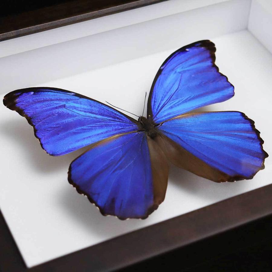 レテノールモルフォ ssp.mariajosianae 蝶標本 レテノールモルフォssp.mariajosianae 蝶標本