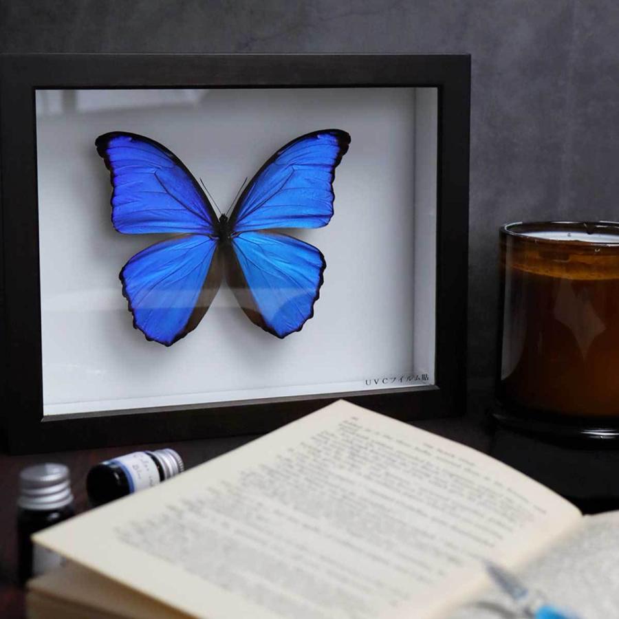 蝶　標本箱(ドイツ製)　セット33 昆虫標本箱（ドイツ箱）昭和55年からの実績 ドイツ箱モルフォ蝶1