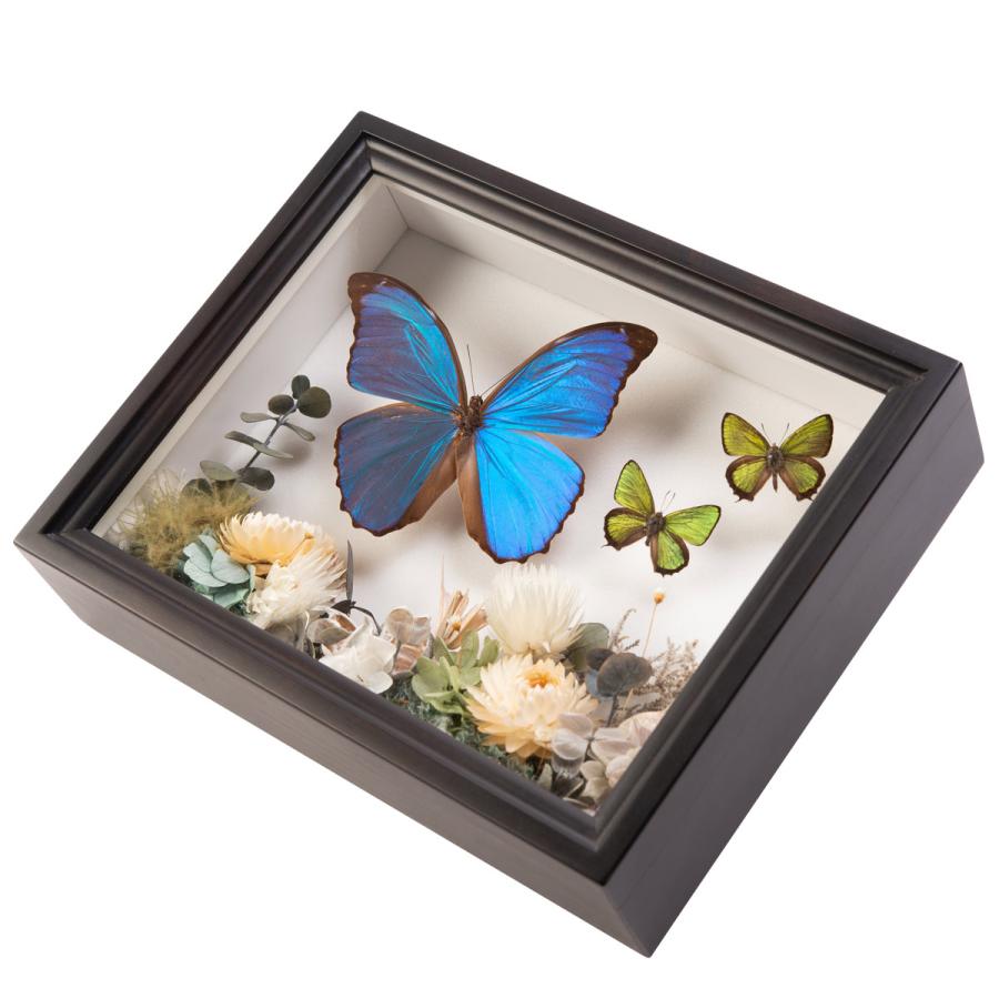 プリザーブドボックス プリザーブドフラワー モルフォ蝶1頭 ミドリシジミ蝶2頭 インテリア 蝶の標本 チョウ 岡山県 ティーウッド 産直お取り寄せニッポンセレクト 通販 Paypayモール