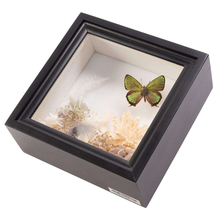 ドイツ プリザーブドボックス 岡山県 ティーウッド 産直お取り寄せニッポンセレクト 通販 Paypayモール プリザーブドフラワー ミドリシジミ蝶1頭 インテリア 蝶の標本 ドイツ箱 チョウ はミドリシ