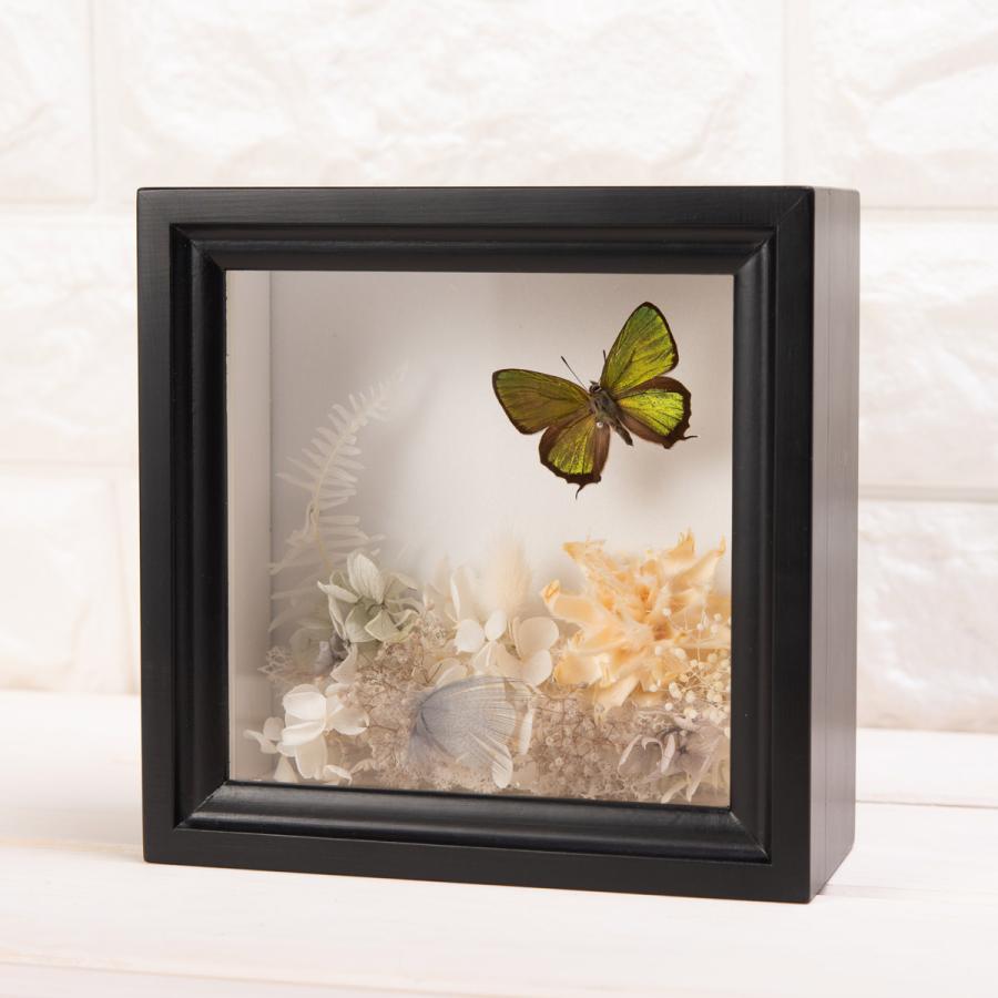 ドイツ プリザーブドボックス 岡山県 ティーウッド 産直お取り寄せニッポンセレクト 通販 Paypayモール プリザーブドフラワー ミドリシジミ蝶1頭 インテリア 蝶の標本 ドイツ箱 チョウ はミドリシ