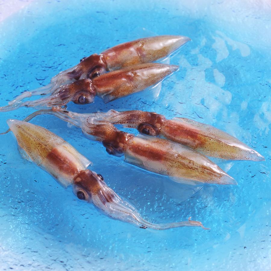 お刺身用ほたるいか 2パック 詰合せ ほたるいか 冷凍 魚介 国産 刺身 便利 使い