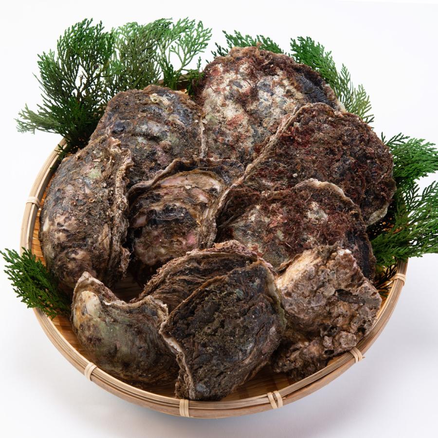 カキ 岩牡蠣 10個 中サイズ 殻付きカキ かき 紀州産 三重県産 生牡蠣 魚介 生食可 焼き牡蠣 水谷水産 : 産直お取り寄せNセレクト ...