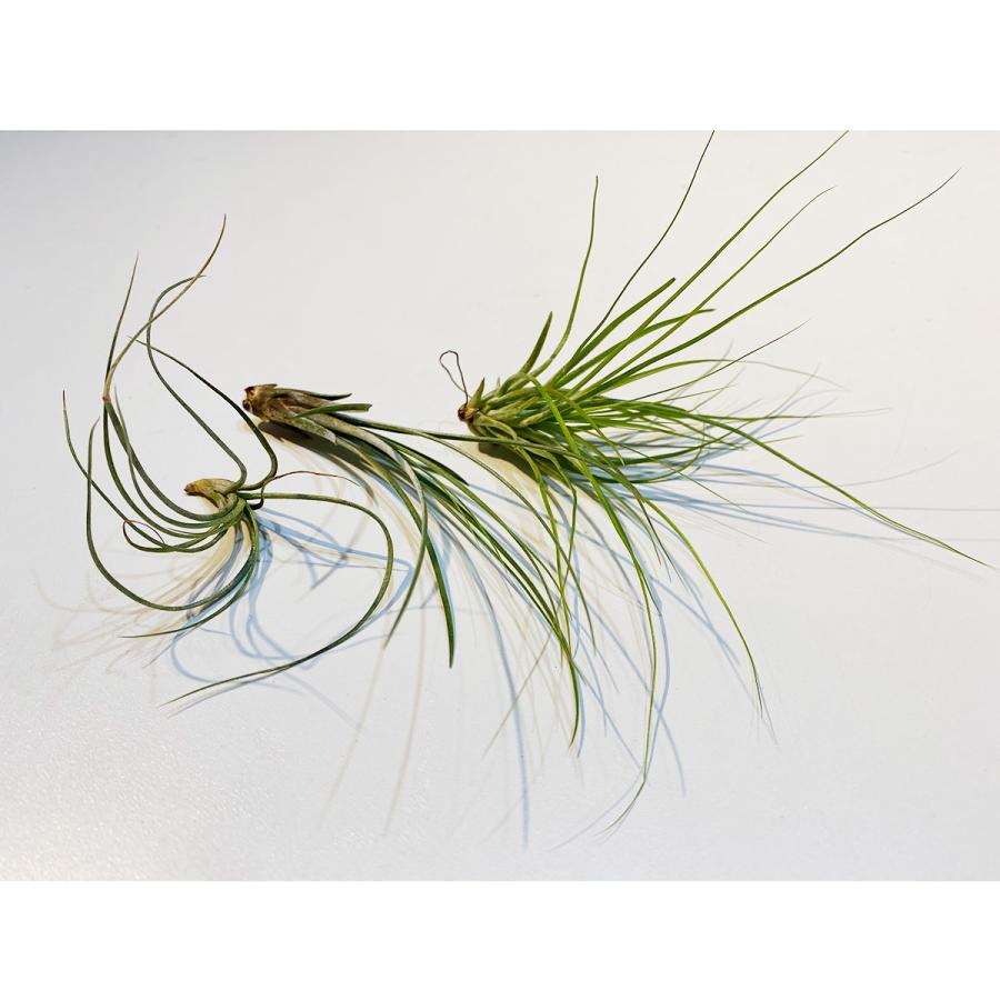 【未使用美品】NOTA SHOPオリジナル花瓶⭐︎スタンド付き 木製花瓶 白 茶 セット エアープランツ付き 詰合せ 花瓶 おしゃれ