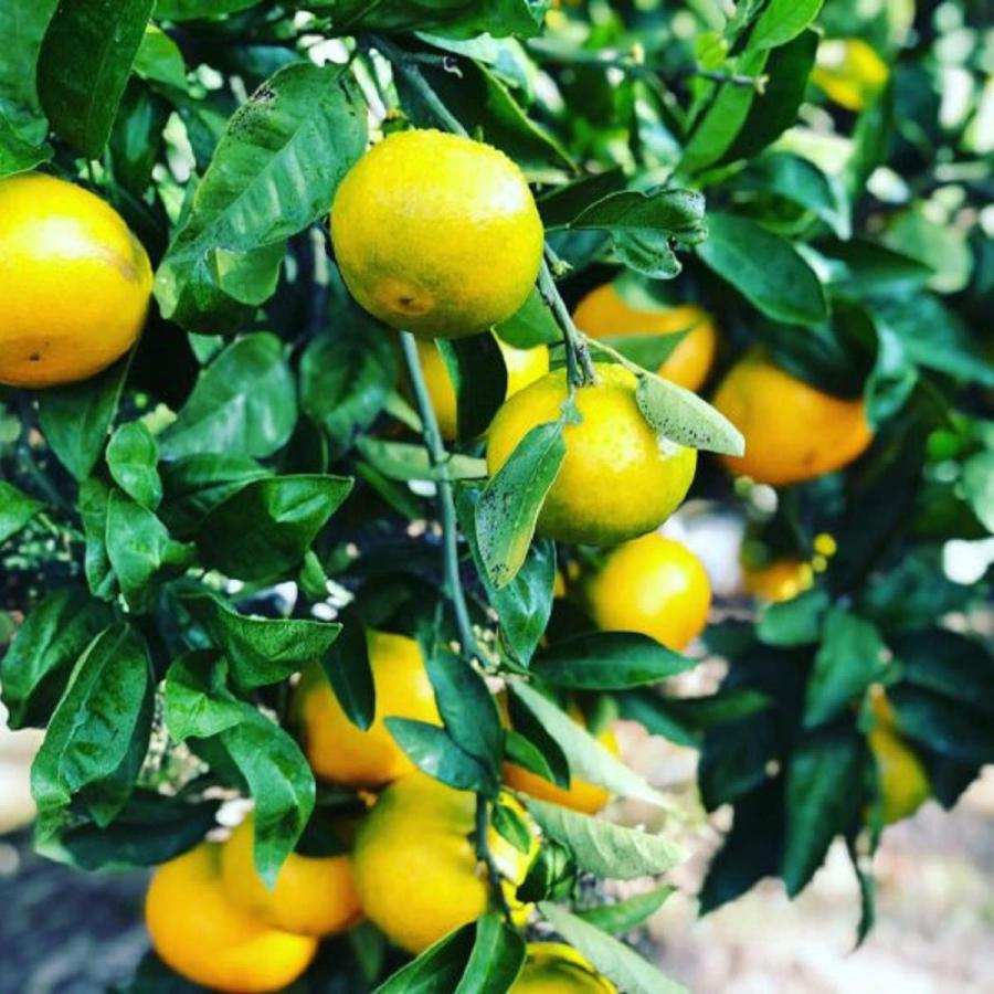 奥南マンダリンヌーヴォー 日南極早生 12本 みかんジュース 極早生みかん 国産 愛媛 