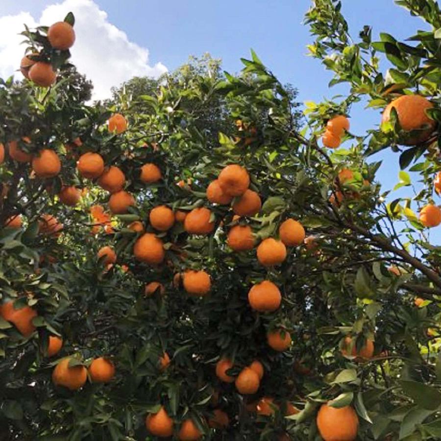 温州みかんジュース 南柑20号 1000ml 12本セット みかんジュース 果汁飲料 ストレートジュース 国産 