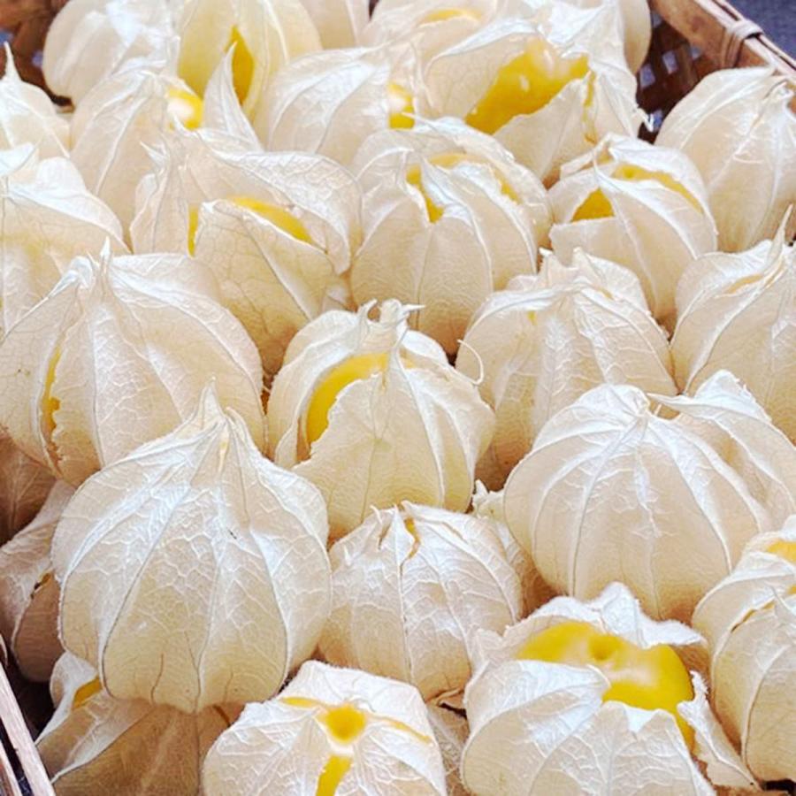 やデザート ゴールデンベリー ほおずき 食用 フルーツ 産直お取り寄せニッポンセレクト 通販 PayPayモール 冷凍 500g 冷凍フルーツ ジャム ピューレ 果物 スーパーフード ビタミン