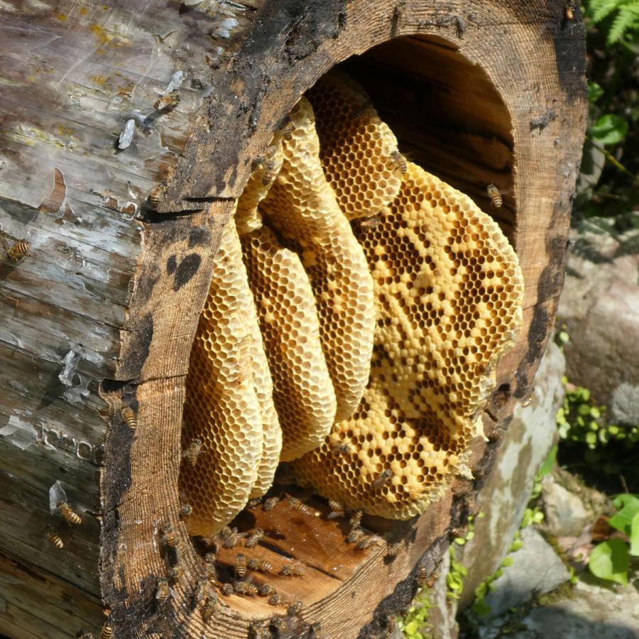 和歌山 古座川 南紀熊野蜜 日本蜜蜂のはちみつ 500g はちみつ 国産