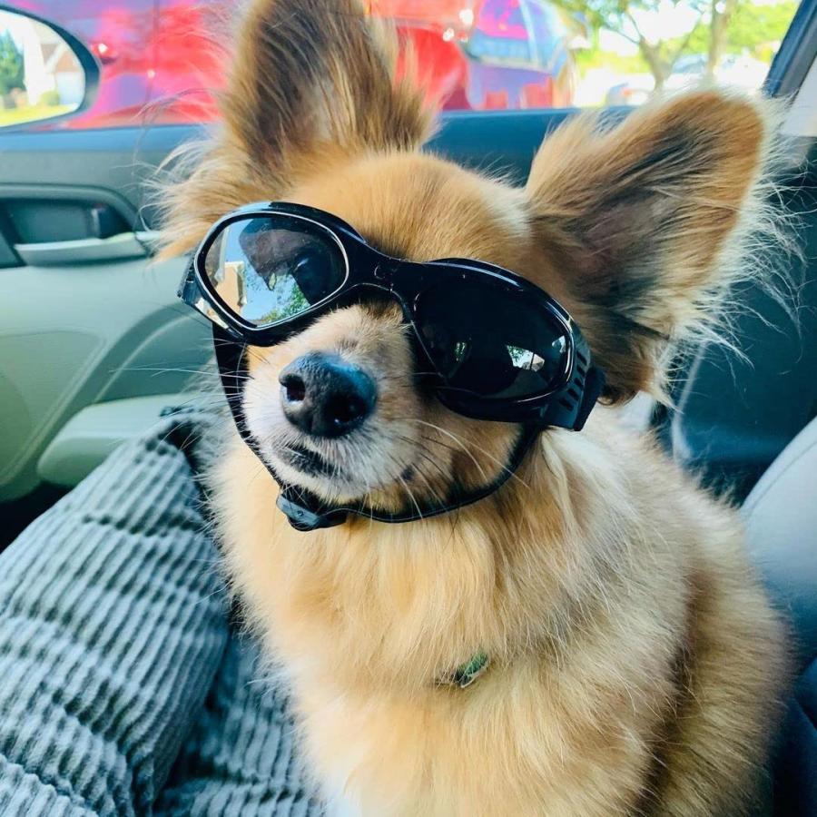 PETLESO 犬サングラス uvカット 小中型犬用ゴーグル 紫外線対策 散歩