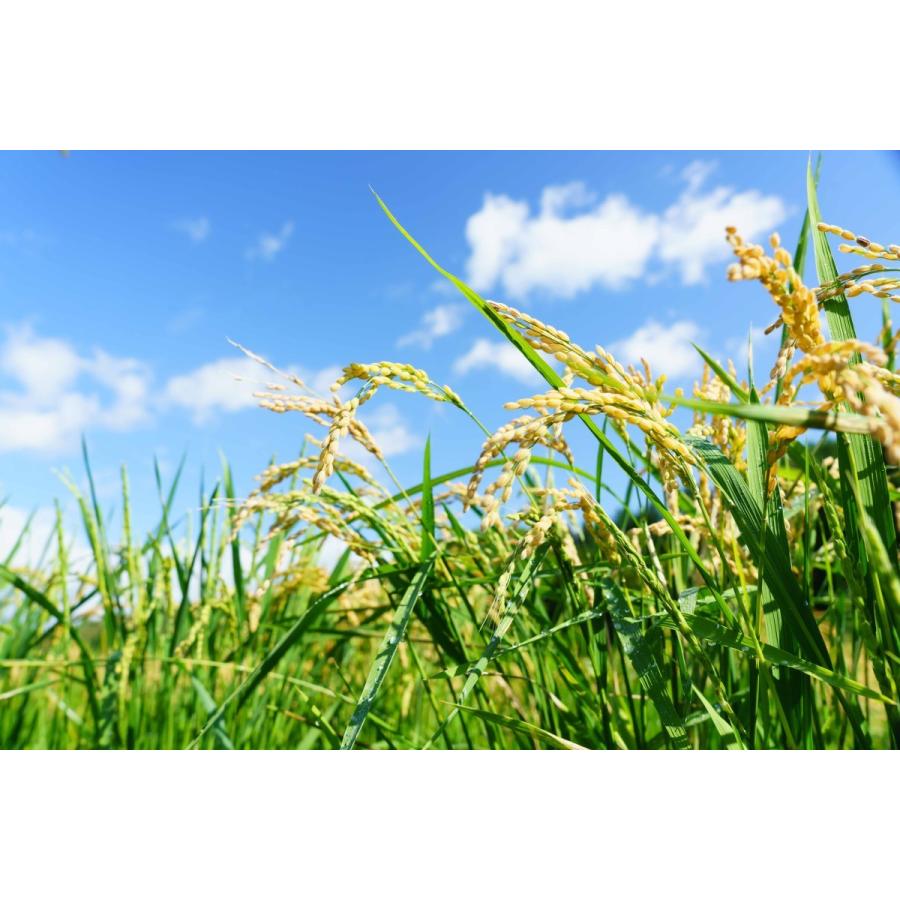 北海道ニセコ猪狩農園のななつぼし3kg【全国送料込】 |  | 04