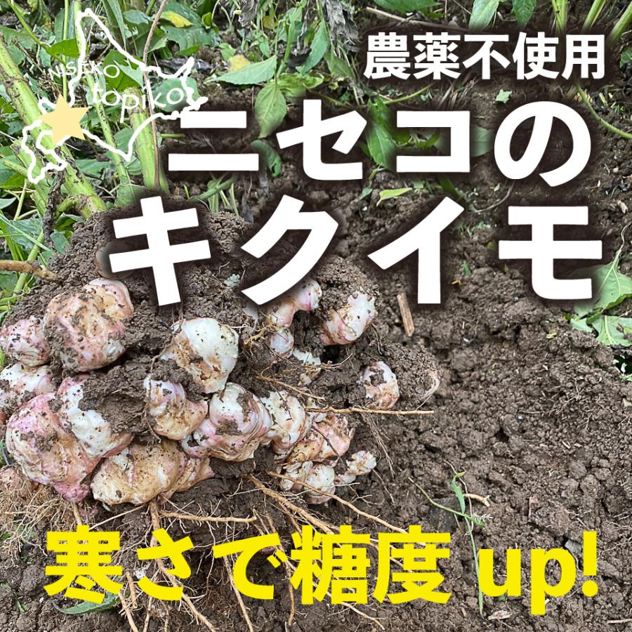 北海道ニセコ産 秋堀り生キクイモ 2kg 菊芋 大好評です 農薬不使用 全国送料込み 農家直送