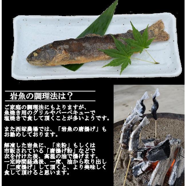 冷凍岩魚 30匹（腹抜き) 　焼き魚・揚げ物に最適な大きさ｜nishiduka-farm｜04