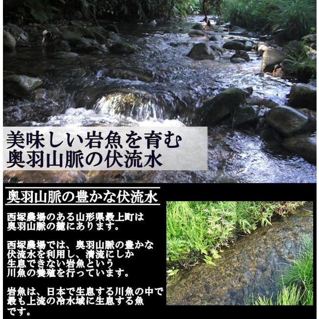 【送料無料】冷凍岩魚 50匹（腹抜き) 　焼き魚・揚げ物に最適な大きさ_1