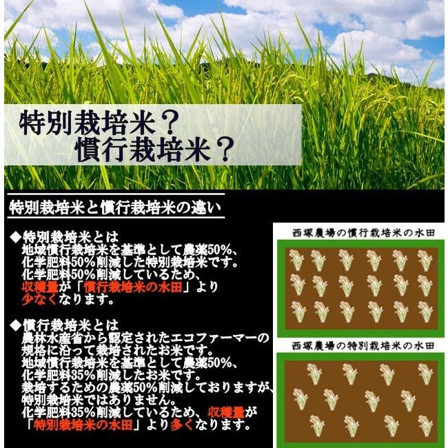【送料無料】慣行栽培米はえぬき岩魚米 （令和3年産）玄米 20kg｜nishiduka-farm｜06