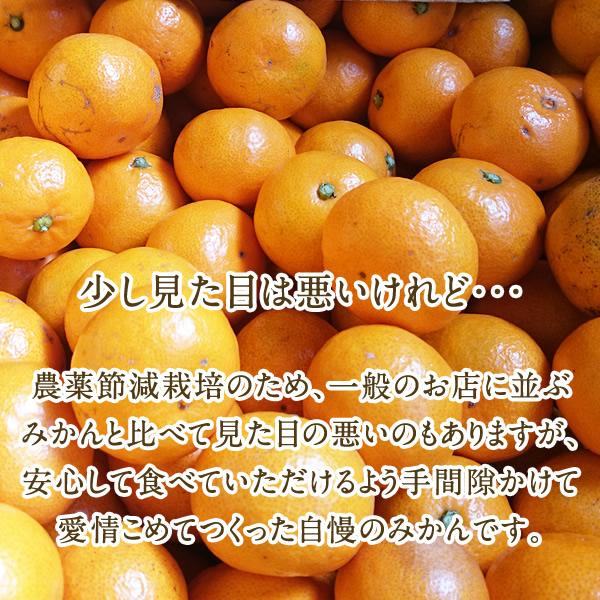 みかんの気持ち様御購入品 楽天市場】【ふるさと納税】みかん 静岡【2025年11月下旬より順次発送
