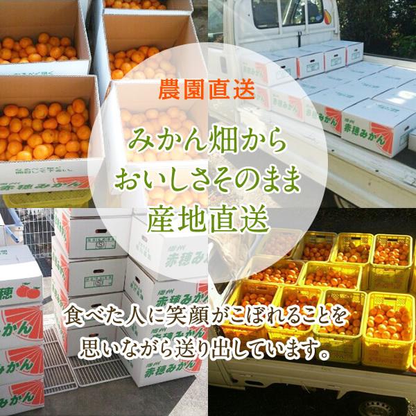 【専用、速達5点】ピンクミカンス 斑入り(安心の発根活着済み) 千日紅・センニチコウ 『ホワイト×サーモンピンク』 MIX植え