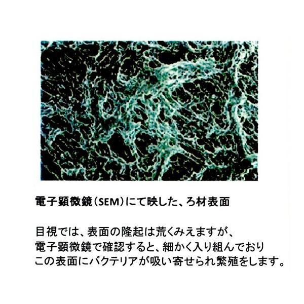 ゼンスイ バクテリアホールド Lサイズ(20Φ)50L 送料無料 一部地域除 代