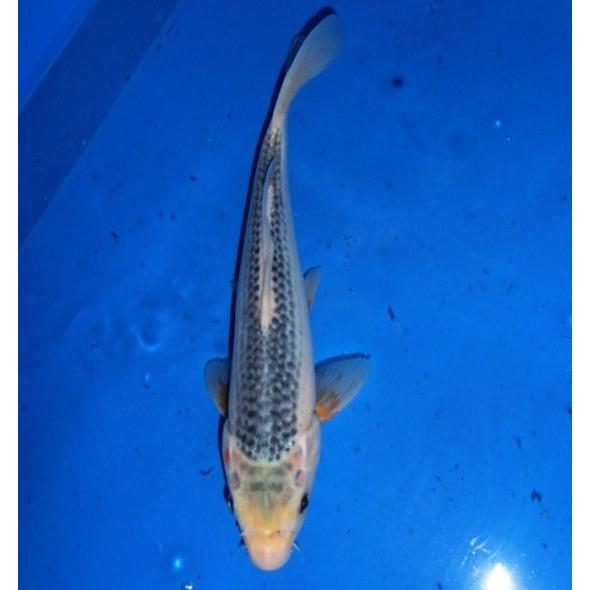 細海養鯉場産 浅黄 26cm前後 Mh28 株式会社大谷錦鯉店 通販 Yahoo ショッピング