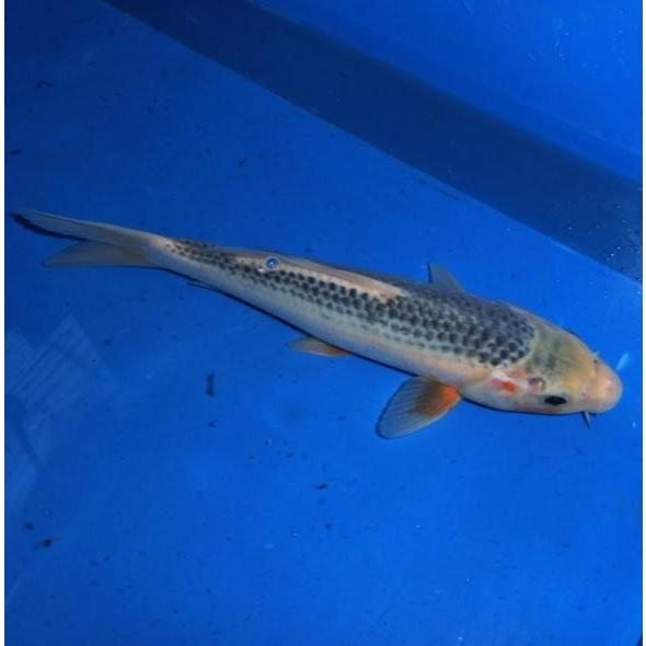 細海養鯉場産 浅黄 26cm前後 Mh28 株式会社大谷錦鯉店 通販 Yahoo ショッピング