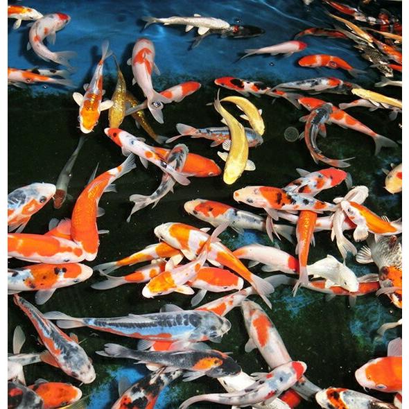 錦鯉ミックス 熱帯魚 アクアリウム用品 16cm前後 Mix5 13ならショッピング ランキングや口コミも豊富なネット通販 更にお得なpaypay残高も スマホアプリも充実で毎日どこからでも気になる商品をその場でお求めいただけます ペット用品 生き物 10尾 16cm前後 株式会社