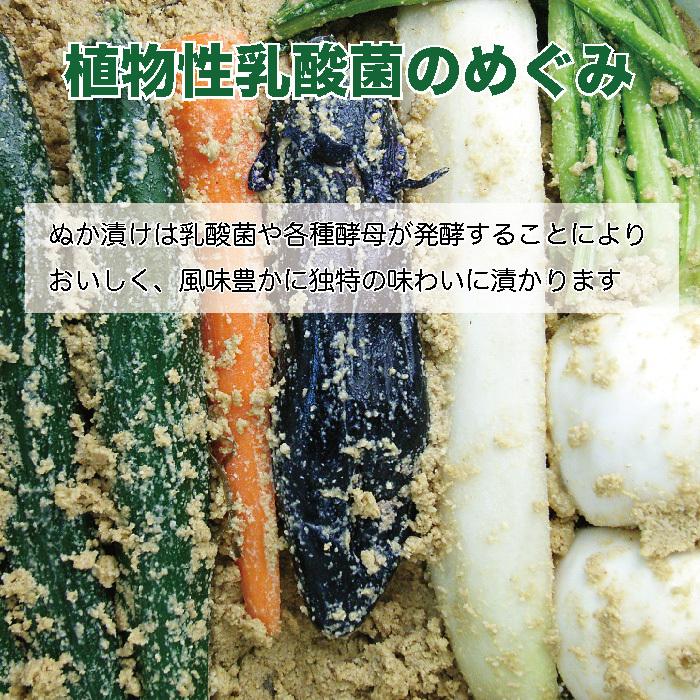 ぬか床カンタンお試しセット 野田琺瑯 ぬか漬け美人 Lセットぬか2kg用 ぬかみそ 漬物容器 ぬか付 ぬか漬け ホーロー ぬか床カンタンお試しセット 野田琺瑯 ぬか漬け美人 Lセットぬか2kg用 ぬかみそ 漬物容器 ぬか付 ぬか漬け ホーロー