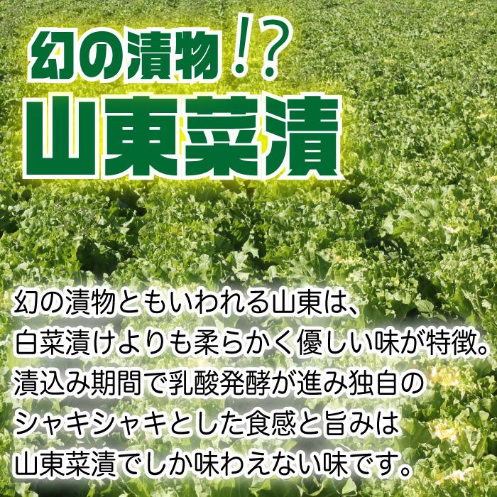 山東菜の樽漬け 1.5kg 西野屋 昔ながらの漬物の懐かしい味 幻の漬物 山東菜 漬け物 山東白菜 山東菜漬け 酸っぱい 白菜漬 白菜 茨城県産 さんとうさい 取り寄せ | 西野屋食品 | 02