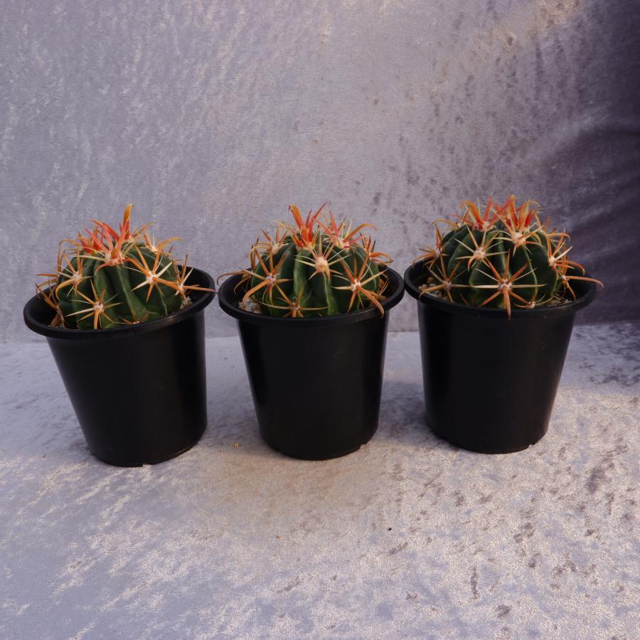 サボテン 日の出丸 フェロカクタス 実生 3.5号鉢（鉢の直径10.5cm