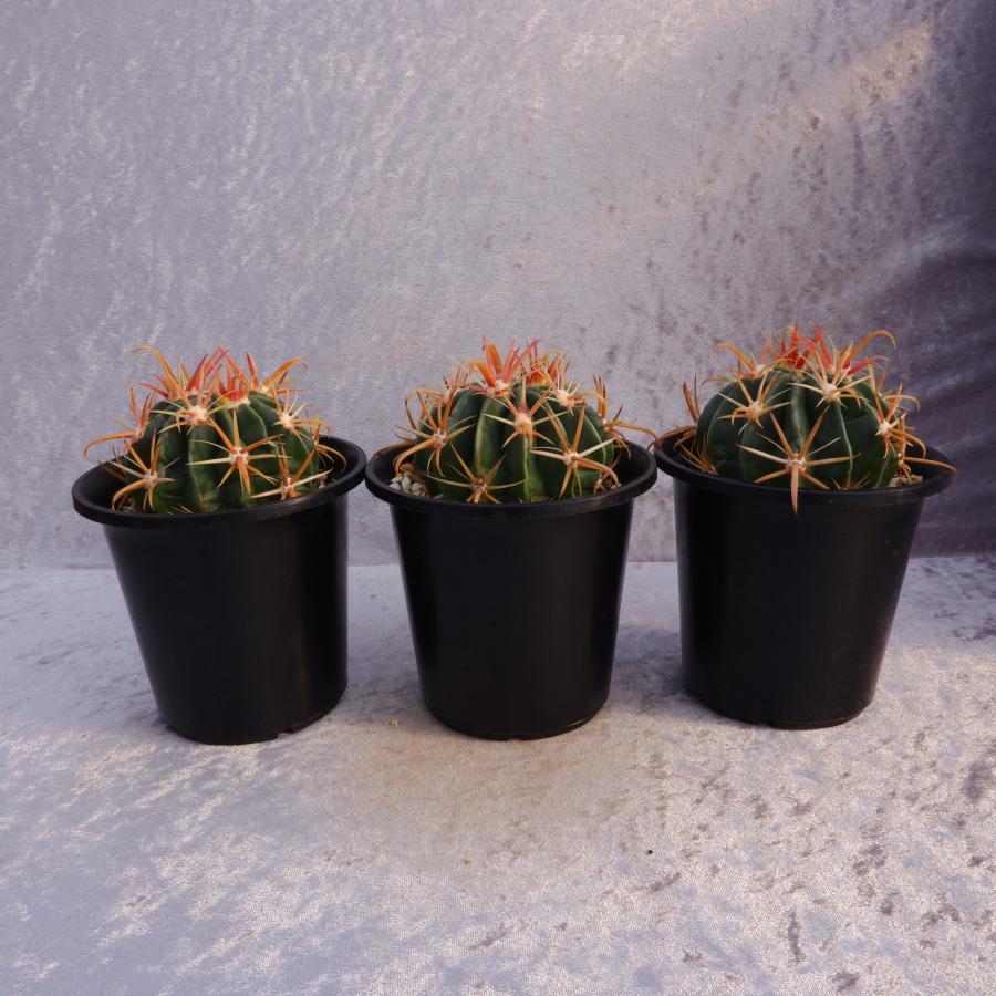 サボテン 日の出丸 フェロカクタス 実生 3.5号鉢（鉢の直径10.5cm