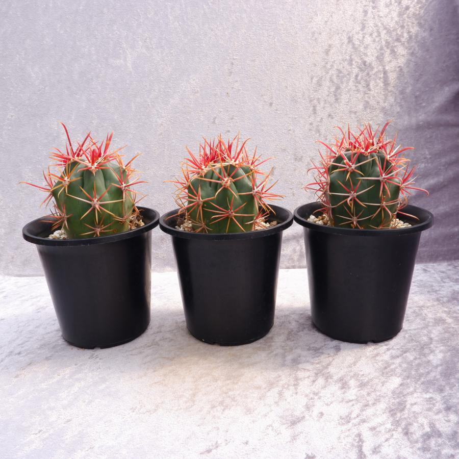 サボテン フェロカクタス 神仙玉A 3774a4f46394bedc265ea281f0711d