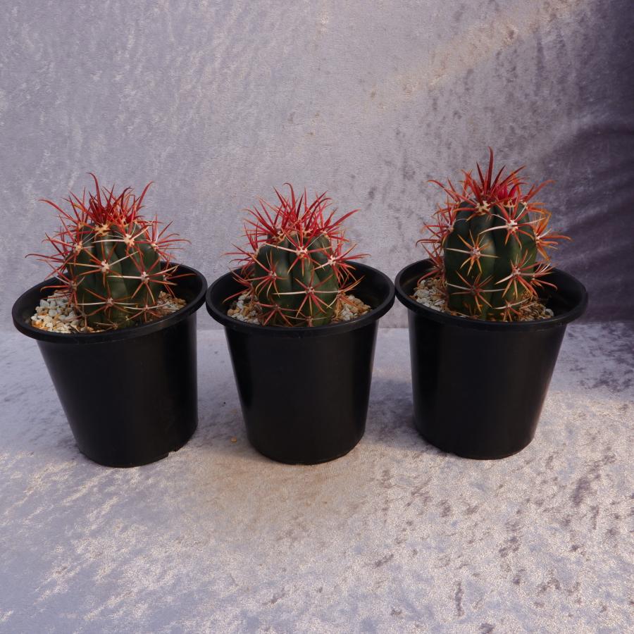 サボテン フェロカクタス 短刺神仙玉 実生 3.5号鉢（鉢の直径10.5cm