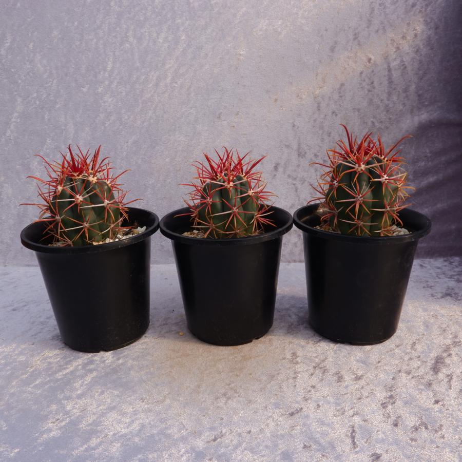 サボテン フェロカクタス 短刺神仙玉 実生 3.5号鉢（鉢の直径10.5cm