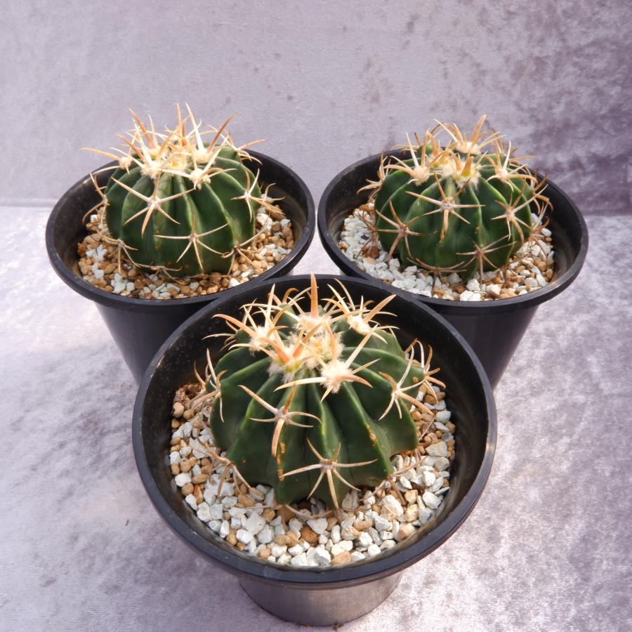 サボテン 黄刺綾波 ホマロセファラ 実生 3.5号鉢（鉢の直径10.5cm