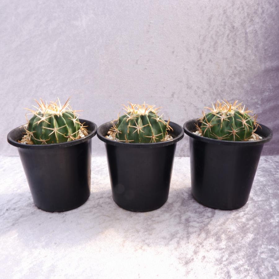 サボテン 黄刺綾波 ホマロセファラ 実生 3.5号鉢（鉢の直径10.5cm