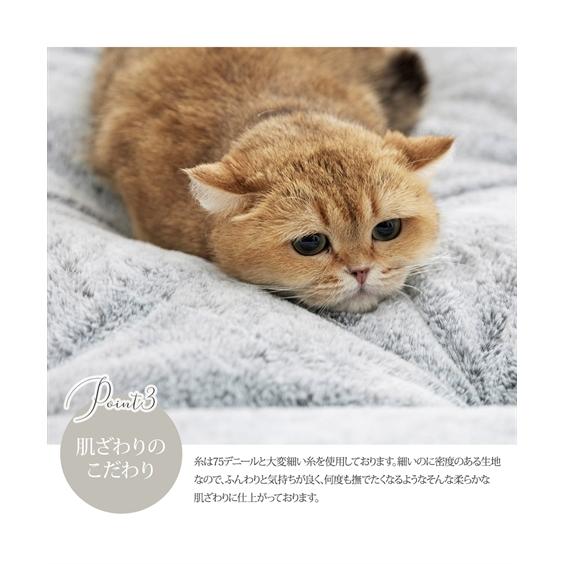 福袋 3点セット 猫Feel 猫フィール 猫とくつろぐ クッション × ブランケット ニッセン nissen｜nissenzai｜11