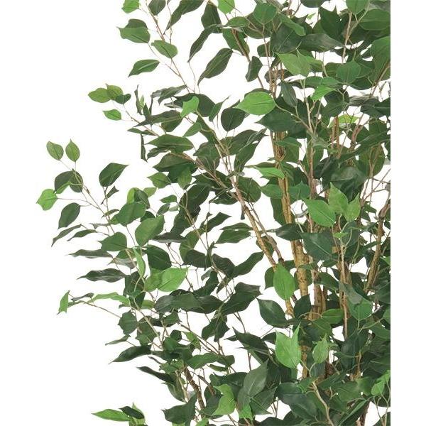 グリーン Kh ベンジャミン ニトリ 1年保証 玄関先迄納品 ニトリ Yahoo 店 通販 Yahoo ショッピング