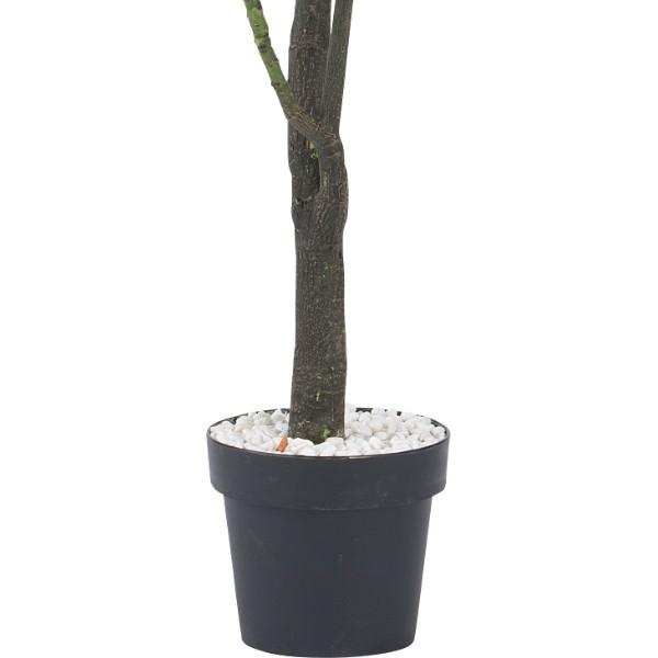 グリーン Ql パキラ ニトリ 1年保証 玄関先迄納品 ニトリ Yahoo 店 通販 Yahoo ショッピング