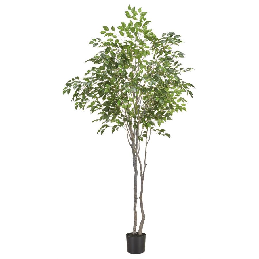 フェイクグリーン 180 ミニフィカス Os 539 6 1625 ニトリ 玄関先迄納品 1年保証 ニトリ Yahoo 店 通販 Yahoo ショッピング