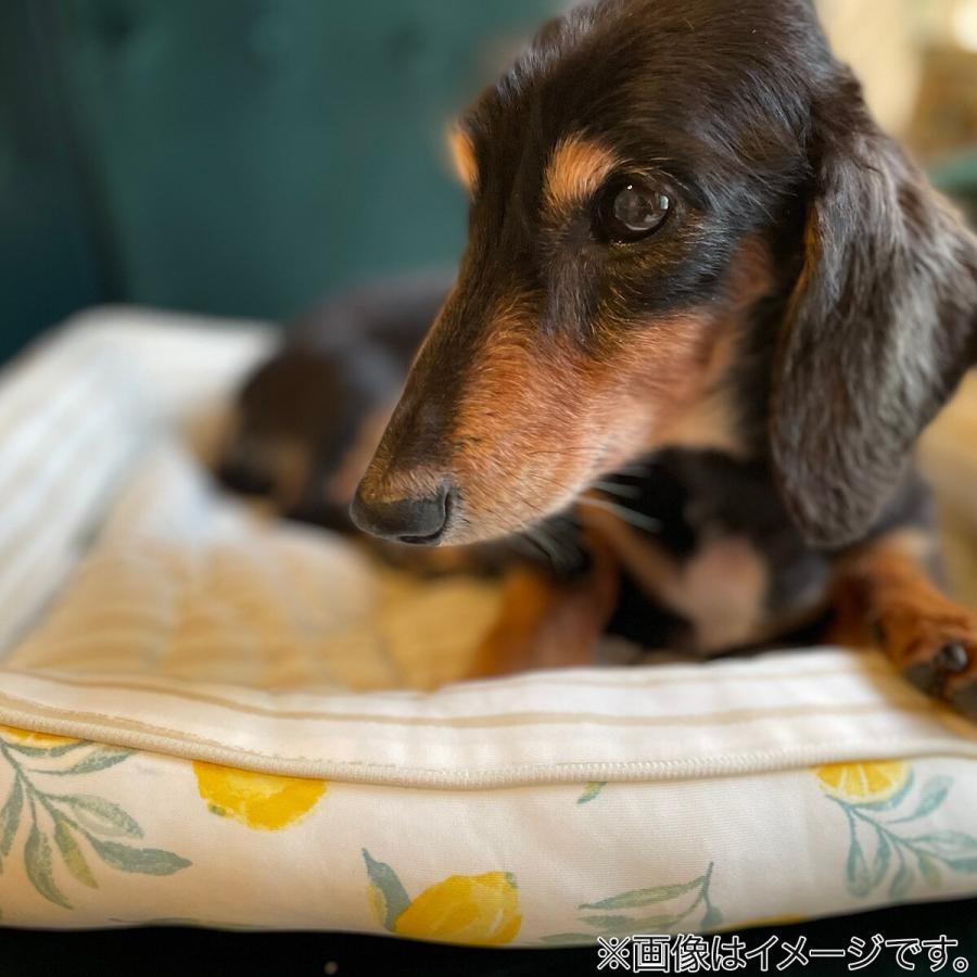 ペットベッド ｍ Nクール I Nシカク レモン M ニトリ 玄関先迄納品 1年保証 ニトリ Yahoo 店 通販 Yahoo ショッピング