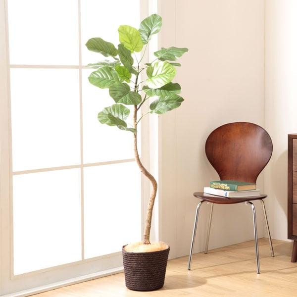 ウンベラータ 1cm ニトリ 玄関先迄納品 1年保証 22新作モデル