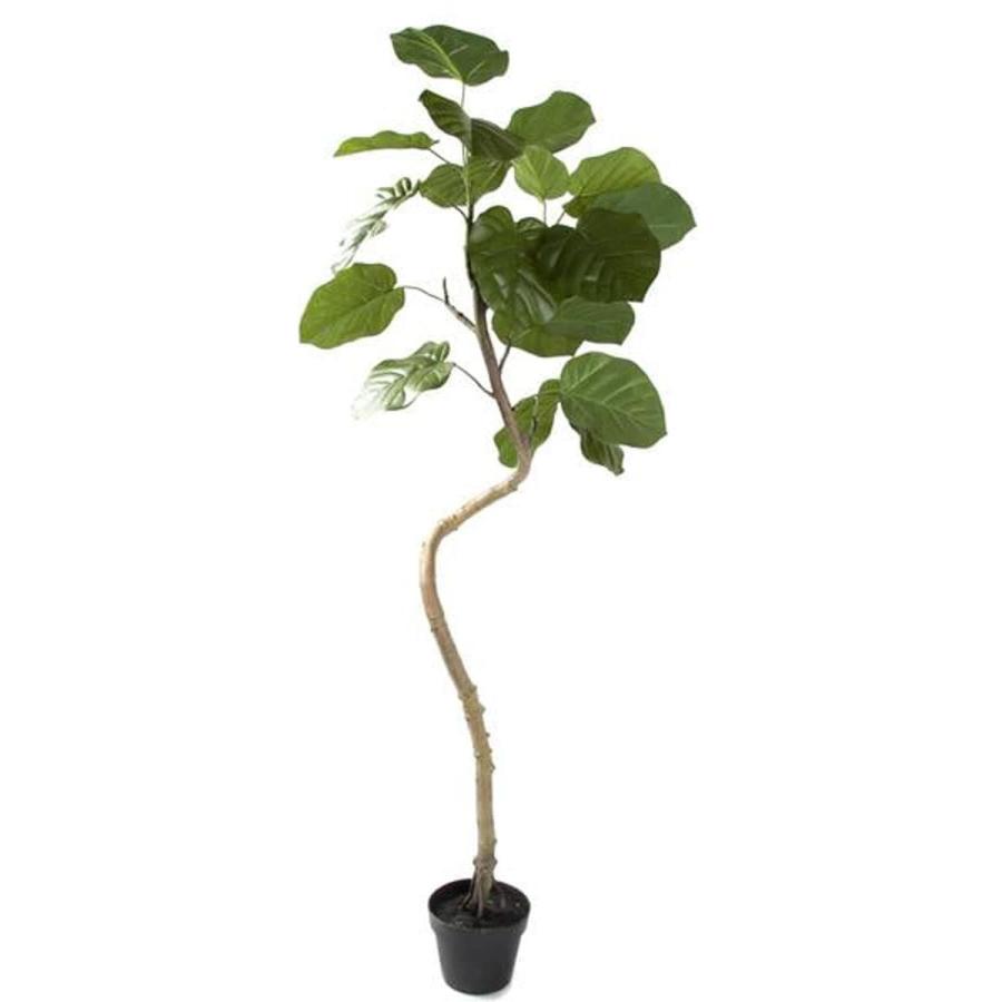 ウンベラータ 150cm ニトリ 玄関先迄納品 1年保証 ニトリ Yahoo 店 通販 Yahoo ショッピング