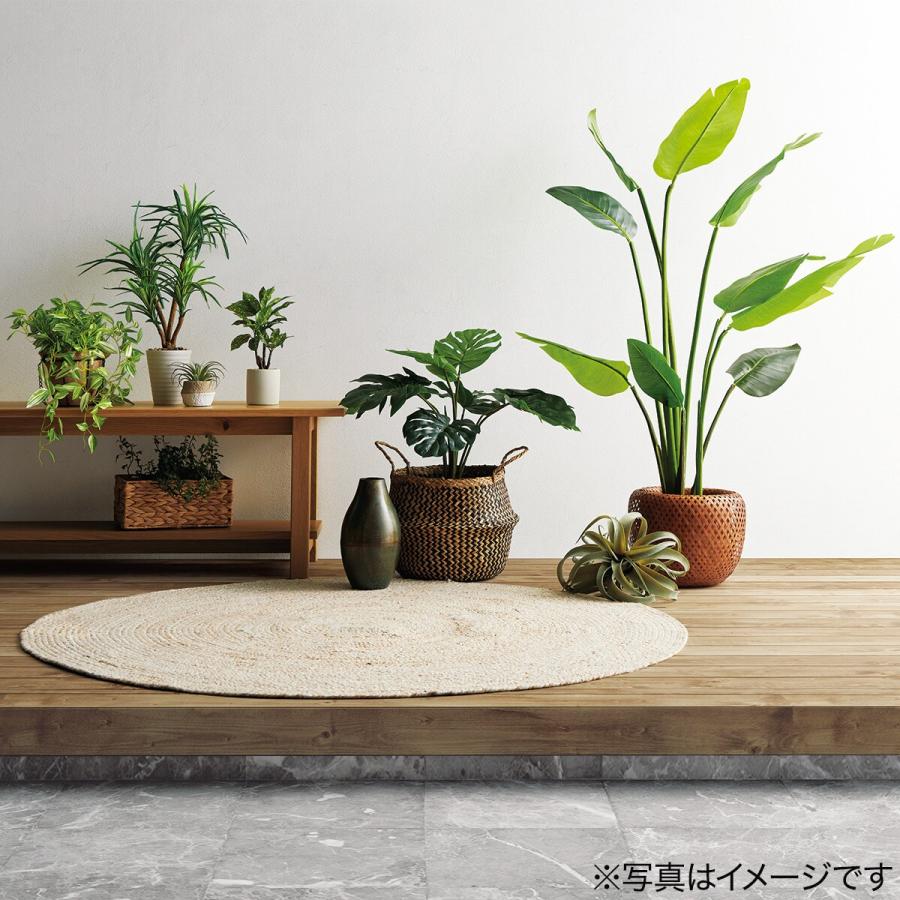 朝摘み、天然菜の花、６０サイズ２箱＋プティ粗品＋全国匿名送料無料、同梱可能です☘ 08直前!!】フィリカ プルモーサ マルチ 70cm程度 ニュージーランド産