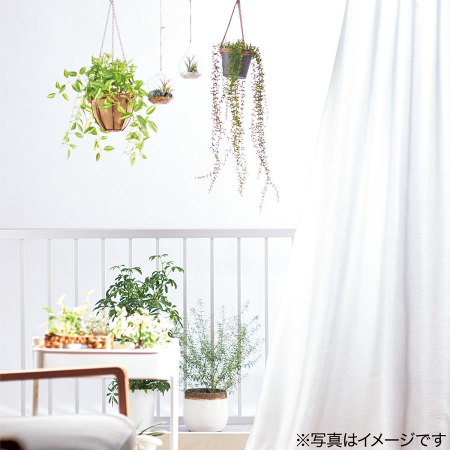 ニトリ 人工観葉 フェイクグリーン 人工観葉植物の機能 光触媒 の商品一覧 花 ガーデニング 通販 Yahoo ショッピング