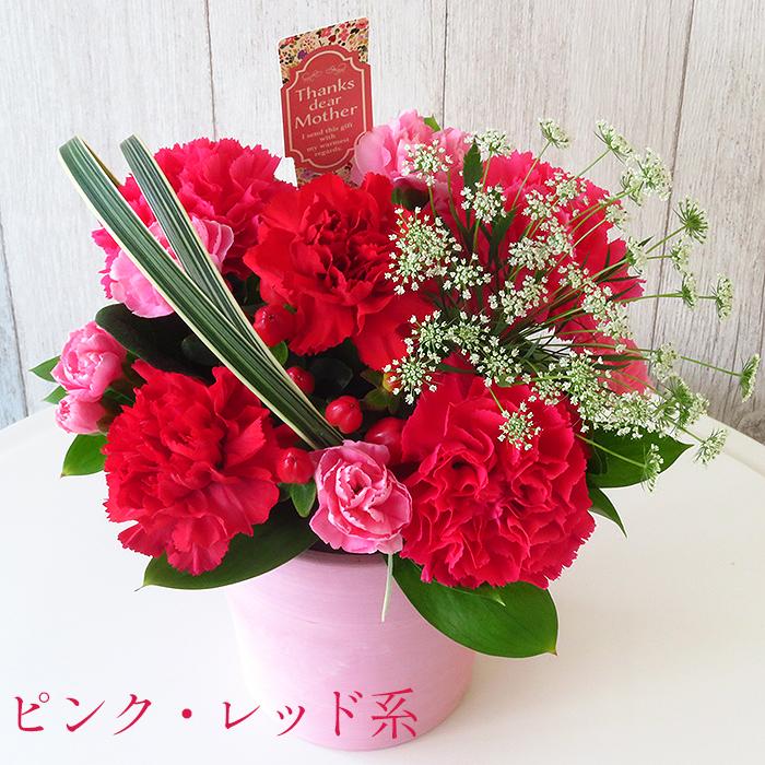 母の日】 花 ギフト エレガントカップ カーネーション □フラワー