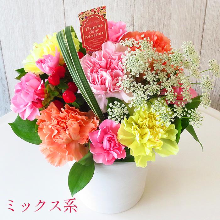 母の日】 花 ギフト エレガントカップ カーネーション □フラワー